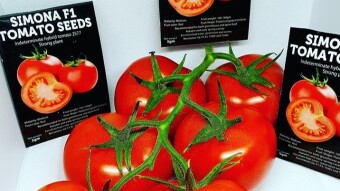 SIMONA F1 TOMATO VARIETY, Why any commercial tomato farmer should adopt it. (Part one)