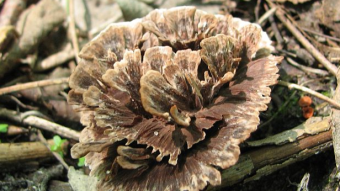 Mushrooms occurring in Europe - Thelephora caryophyllea