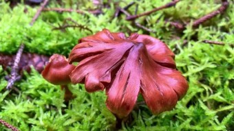 All mushrooms are edible, but some only once - The 5 most poisonous mushrooms in Europe