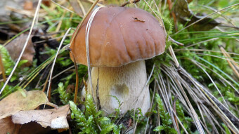 Boletus Edulis - Today's mushroom safari :)