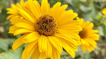 An autumn flower medley