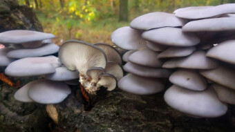 Oyster mushroom - Forest, arboreal edible mushrooms - Do they have medicinal properties?