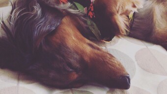 The Day I got my Dachshund puppy!