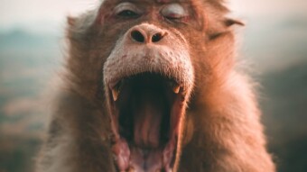 Crypto Bitch-Slaps Racist Human Garbage Monkeyshine Dave Portnoy... AGAIN