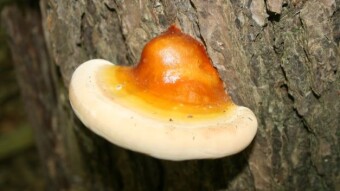Mushroom Monday - Mushroom Hunting at Sleeping Bear Dunes National Lakeshore