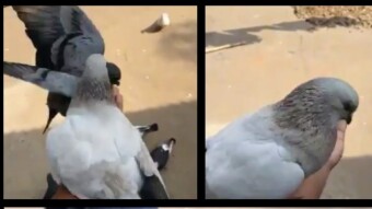Todays episiod is  Eating scean of Pigeon on the hand.