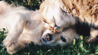 [78] Three sisters and two female dogs… (Episode - 24)