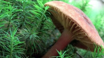 Gilled bolete - an intermediate stage in the evolution of mushrooms