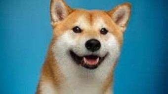 The Case for Dogecoin