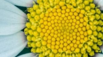 Almost Macro Flower