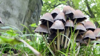 Mica cap, conditionally edible mushroom