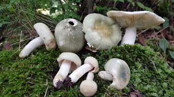 Very tasty lamellar mushrooms - Russula virescens (Gołąbek zielonawy)