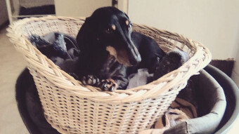 I Need to Pay for Cushing's Disease Medication for My Old Dog