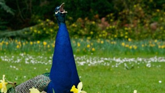 The Comedy Wildlife Photography Awards