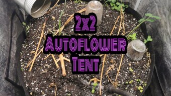 2x2 Grow Tent - Autoflower - Mars Hydro ts600