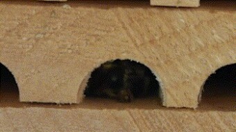 A closer look at Solitary Bees Part 3: A fight breaks out