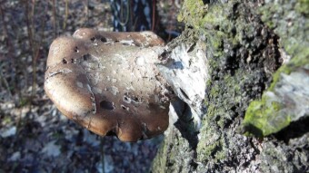 Birch polypore, birch bracket - an arboreal medicinal birch parasite