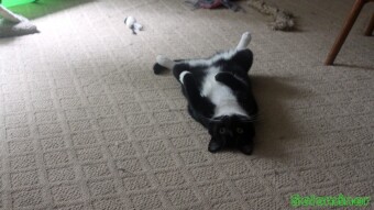 Walter lounging around
