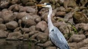 Ardea cinerea