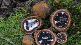 Mushrooms occurring in Europe - Elaphomyces muricatus