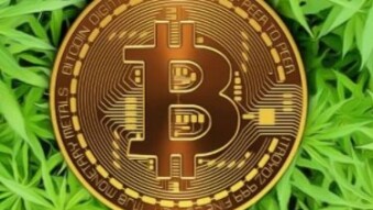Did Cannabis Seed Banks Inadvertently Change Online Business Practices?