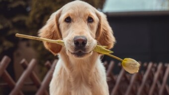 How can pets be so loyal