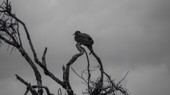 The Land of the Undead Ravens