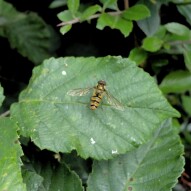 Hover Fly Taking A Break