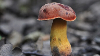 Mushrooms occurring in Europe - Boletus queletii