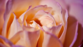 Macro photography