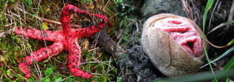 Mushrooms occurring in Europe - Clathrus archeri
