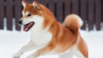 Shiba se prepara, pese a todo.