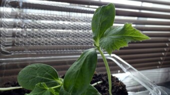 Day was a day of gardening, the first seedlings