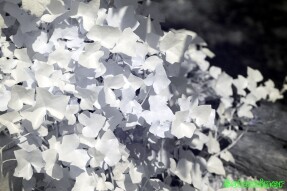 Ultraviolet and Infrared Photography - Two garden plants
