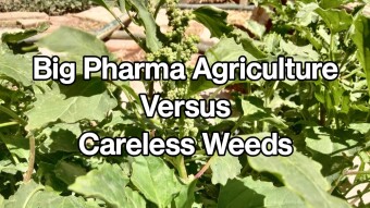 Food Fight: Big Pharma Agriculture Versus Careless Weeds