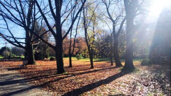 The sun finally came out - a beautiful Wednesday - My Actifit Report Card: November 12, 2025