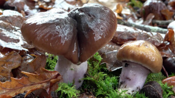 To the layman, it looks like edible buttercream, but it's... commonly known as the wrinkled webcap