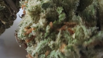 Macro Grow Log #1