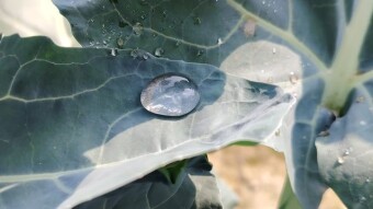 WATER DROPS