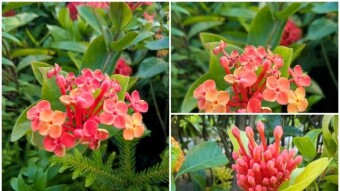 Rongon flower photography