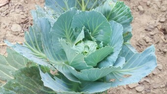 In the quiet embrace of a rural garden