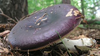 Mushrooms occurring in Europe - Russula caerulea