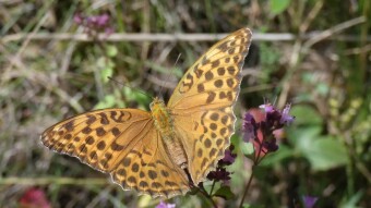 Argynnis paphia (Dostojka Malinowiec) - beautiful butterflies on Jurassic meadows
