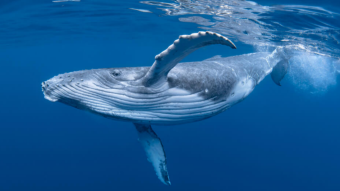 Whales accumulate CARDANO and POLKADOT