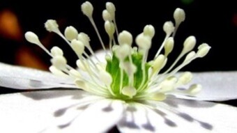 Flora Photography / TN