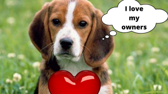 This Is A Story About A Little Dog With A Big Heart! The Story About The Beagle Dog!