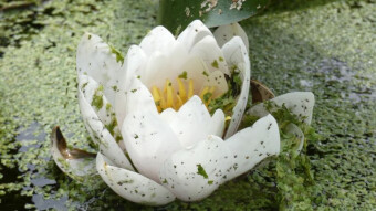 Nymphaea alba - Flowers found in Europe, Silesian Park