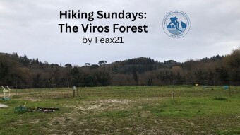 Hiking Sundays: The Viros Forest