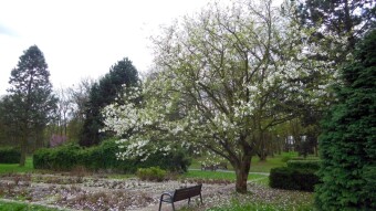 Another successful spring walk, my fitness is improving - My Actifit Report Card: April 3 2024