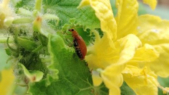 Insect videography